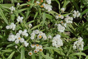 Anaphalis margaritacea