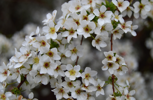 Spirea thunbergii 'Mt. Fuji'