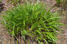 Hakonechloa macra