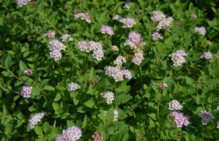 Spiraea japonica 'Little Princess'