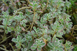 Sedum spurium 'Tricolor'