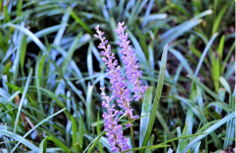 Liriope muscari 'Big Blue'