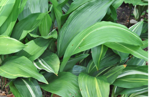 Aspidistra elatior 'Variegata'