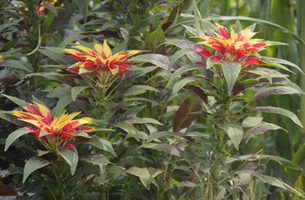 Amaranthus tricolor