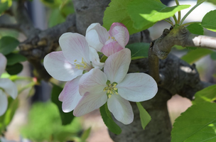 Malus domestica 'Liberty'