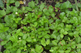 Fragaria vesca