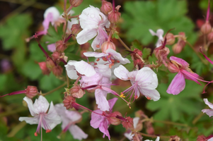 Geranium macrorrhizum 'Ingwersens Variety'