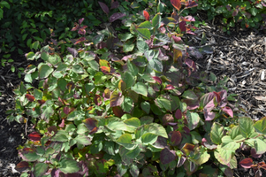 Spirea 'Snow Storm'