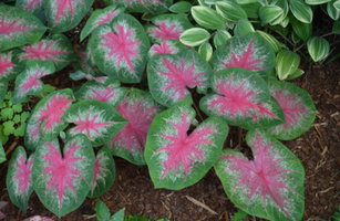 Caladium 'Rosebud'