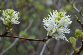 Fothergilla gardenii