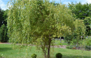 Salix 'Erythroflexuosa'