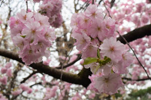 Prunus 'Accolade'