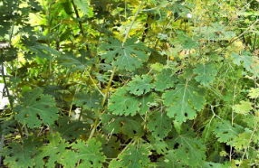 Macleaya cordata