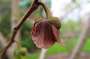 Asimina triloba