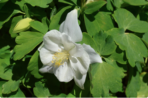 Aquilegia caerulea