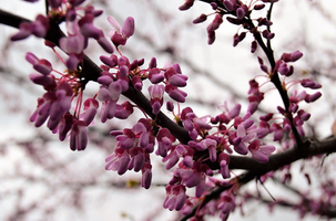 Cercis canadensis