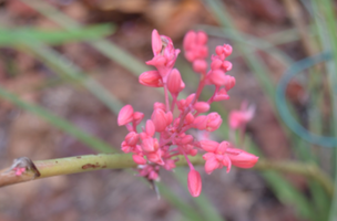 Hesperaloe parviflora