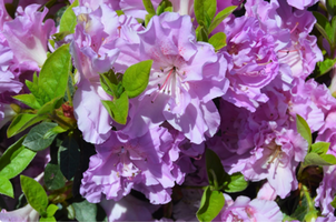 Rhododendron 'Elsie Lee'