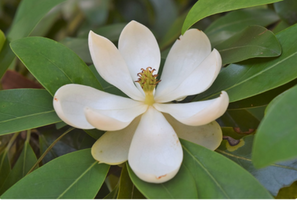 Magnolia virginiana var. australis 'Green Shadow'