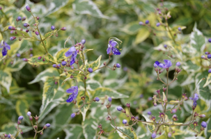 Caryopteris divaricata 'Snow Fairy'