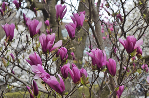 Magnolia 'Pinkie'