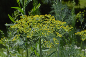 Foeniculum vulgare