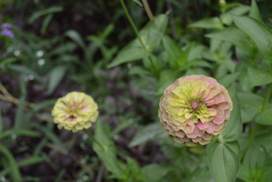 Zinnia elegans 'Queen Lime Green'