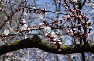 Prunus americana