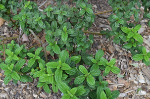 Cornus sericea 'Pucker Up'