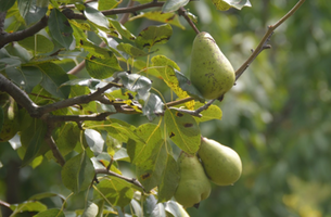 Pyrus communis