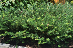 Cephalotaxus harrintonia 'Gnome'