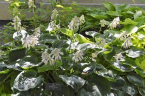 Hosta 'Dark Shadows'