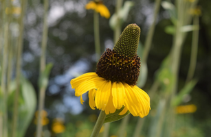 Rudbeckia maxima