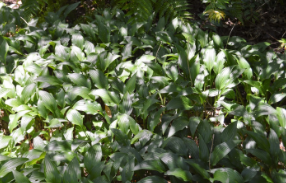 Hosta lancifolia