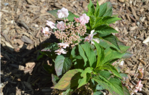 Hydrangea serrata 'Tiny Tuff Stuff'