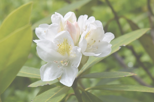 Rhododendron 'Chionoides'