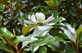 Magnolia grandiflora