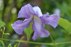 Clematis 'Betty Corning'