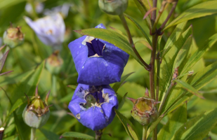 Platycodon grandiflorus 'Komachi'