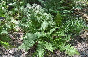 Athyrium filix-femina 'Lady in Red'