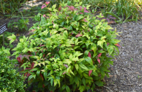 Nandina domestica 'Fire Power'