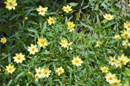 Coreopsis 'Full Moon'