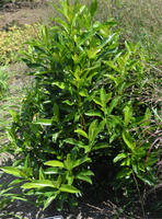 Viburnum awabuki 'Chindo'