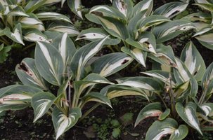 Hosta 'High Society'