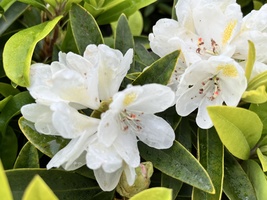 Rhododendron 'Chionoides'