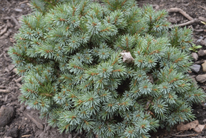 Picea engelmannii 'Jasper'