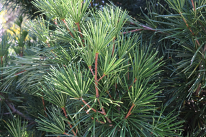 Sciadopitys verticillata