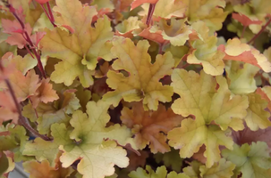 Heuchera 'Marmalade'