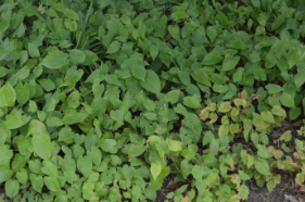 Epimedium x rubrum