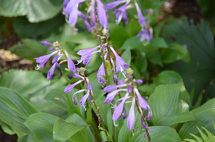 Hosta clausa var. normalis